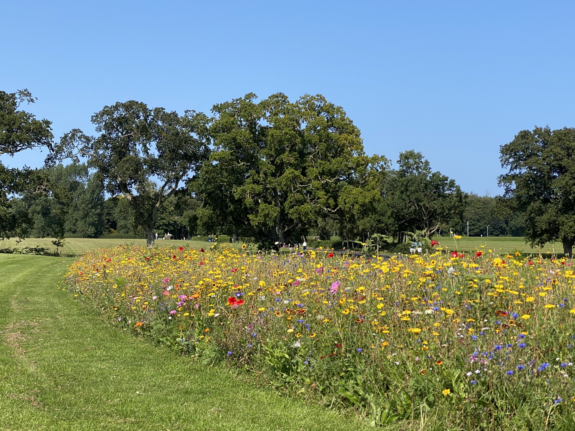Pollinator Wildflower Meadow