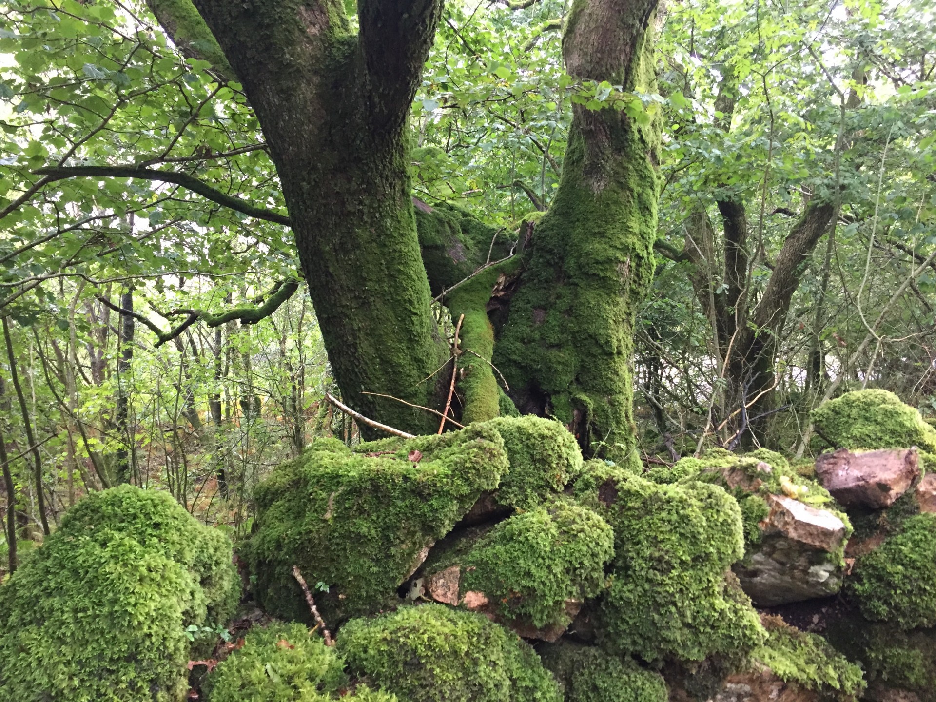 Moss covered stone wall in Lake district hiking and camping guided group trips.