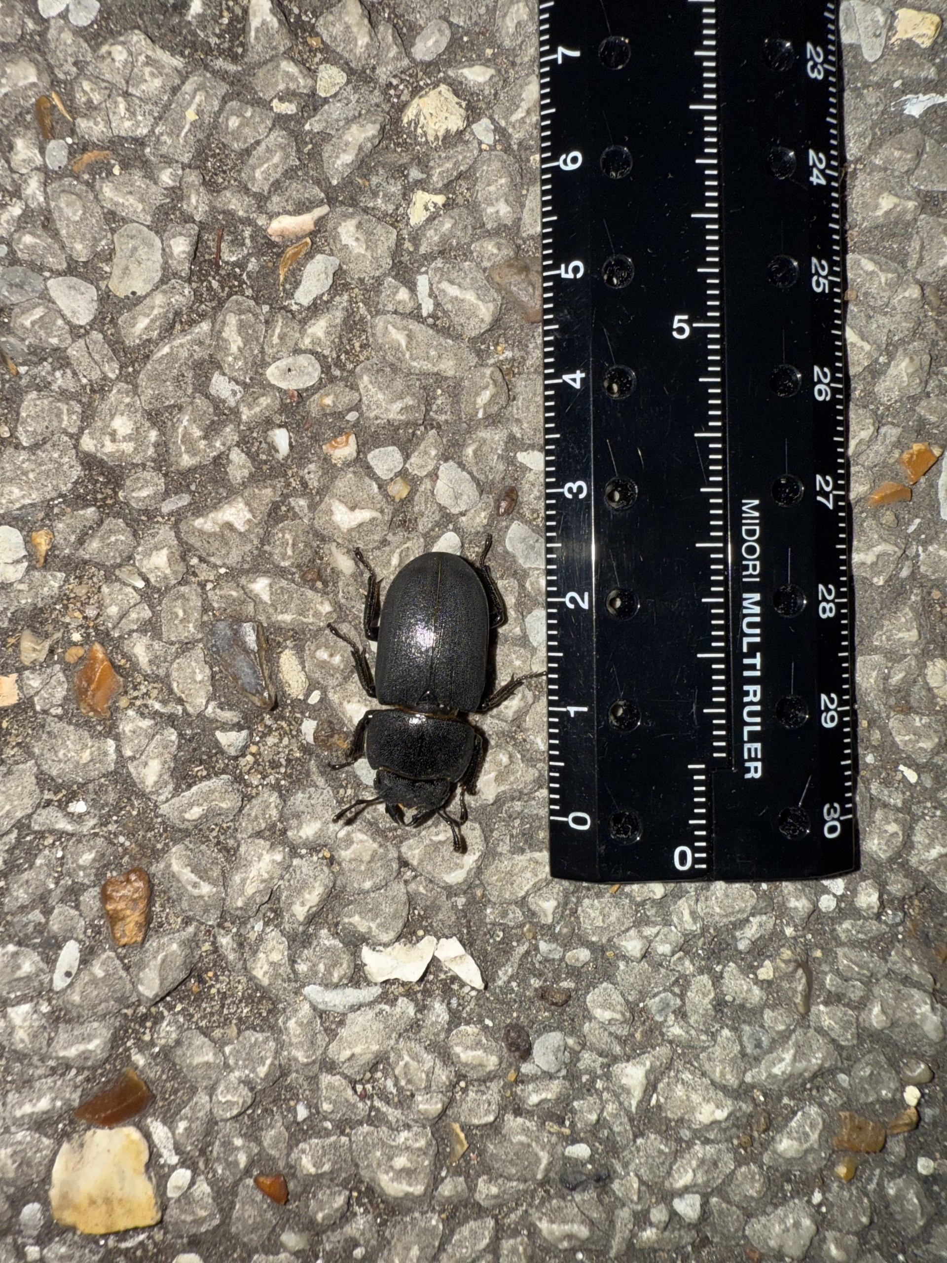 Dorcus (Coleoptera) measured on the Introduction to Field Entomology course in Suffolk.