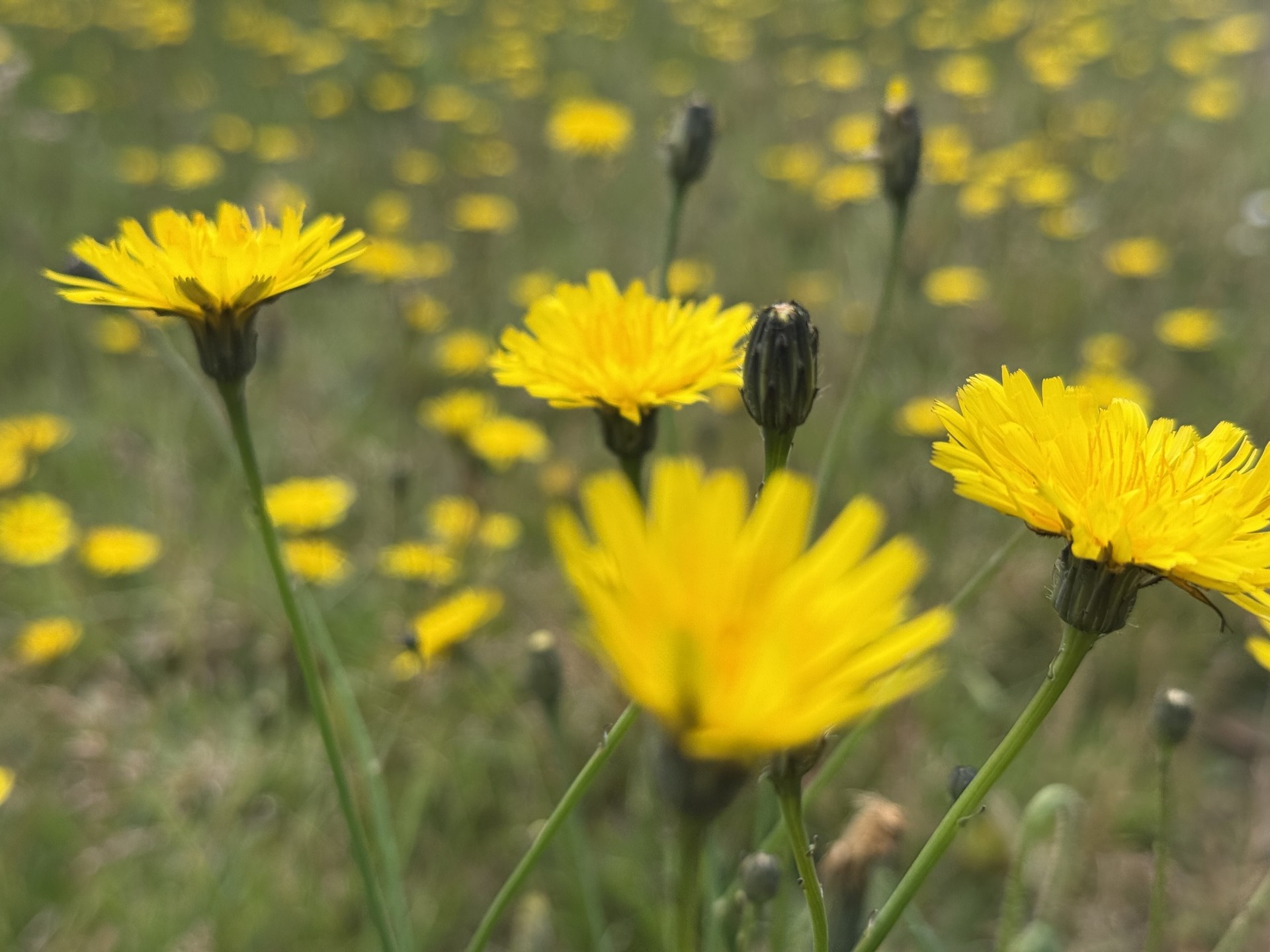 Grassy meadow field collection with the NOMAD Entomology Club is Suffolk.