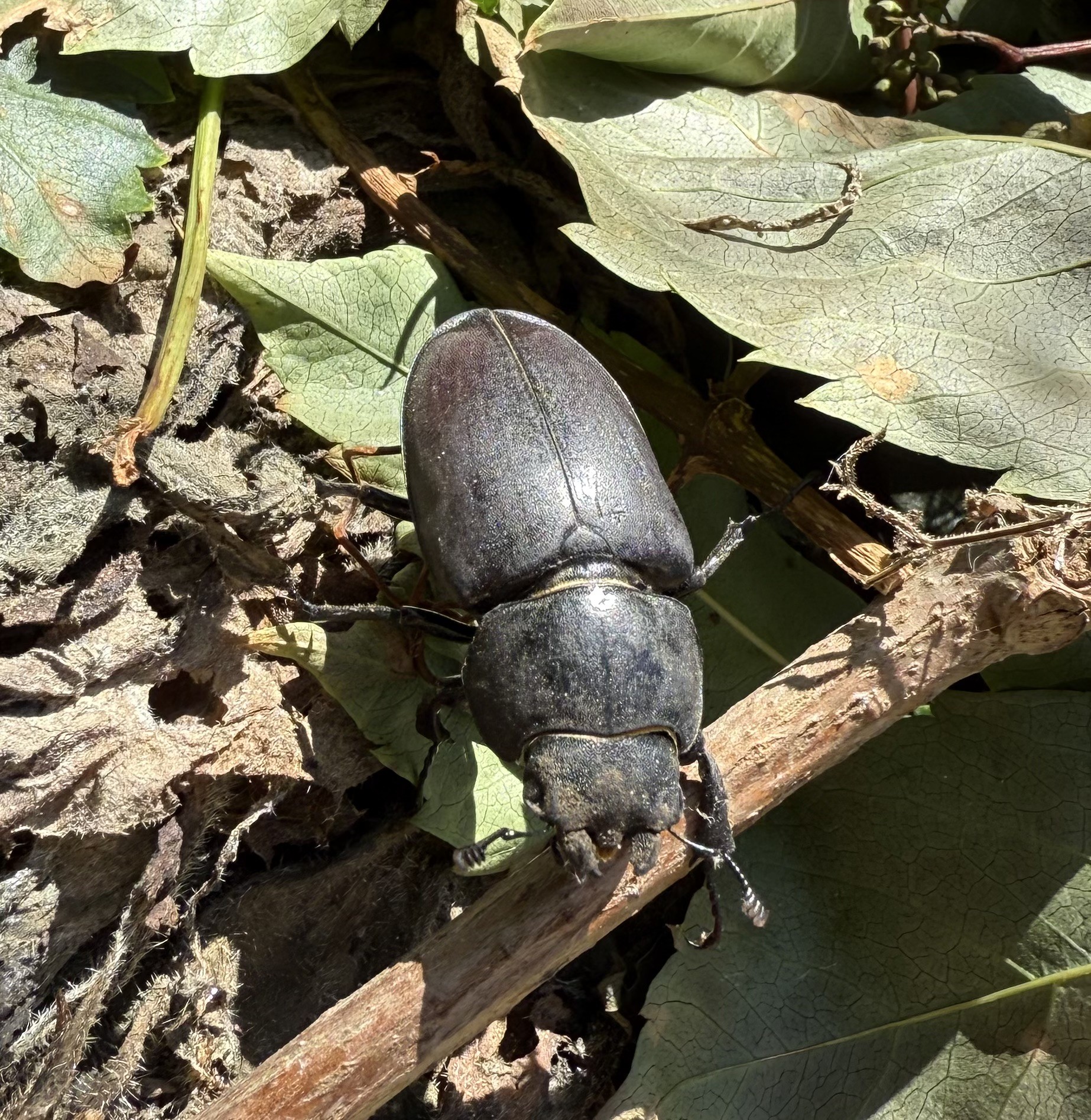 Female stag beetle in the field with NOMAD Sea Kayaking.