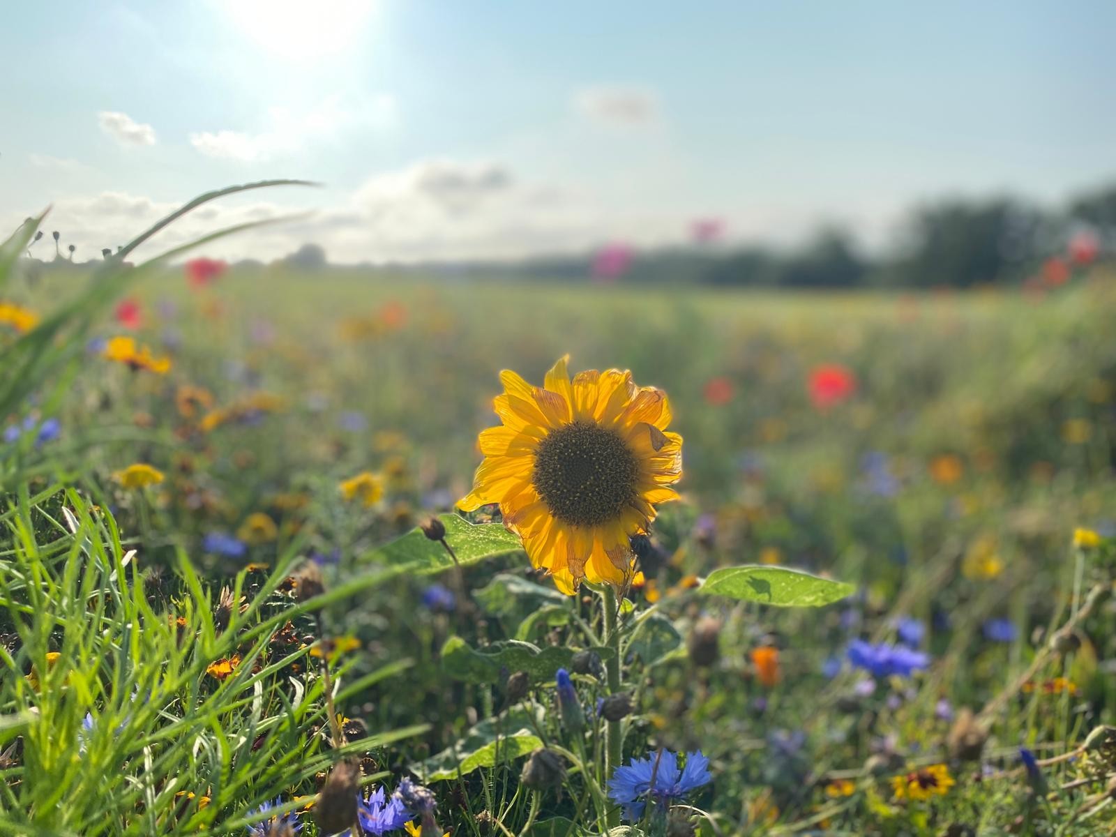 /storage/A sunflower with bright sunshine and a blue sky.