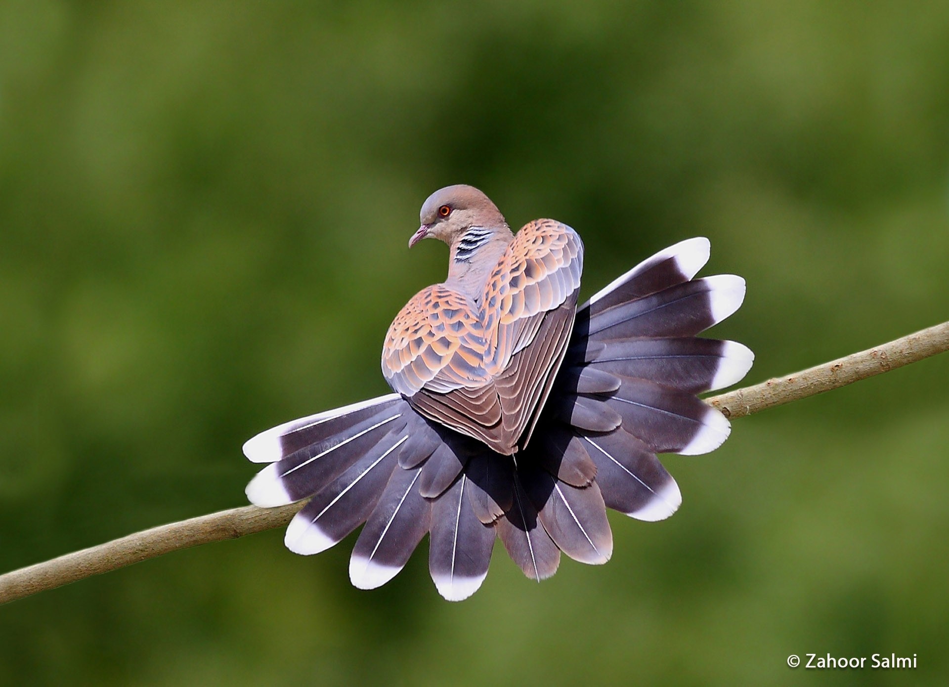 /storage/Turtle Dove with tail feathers spread