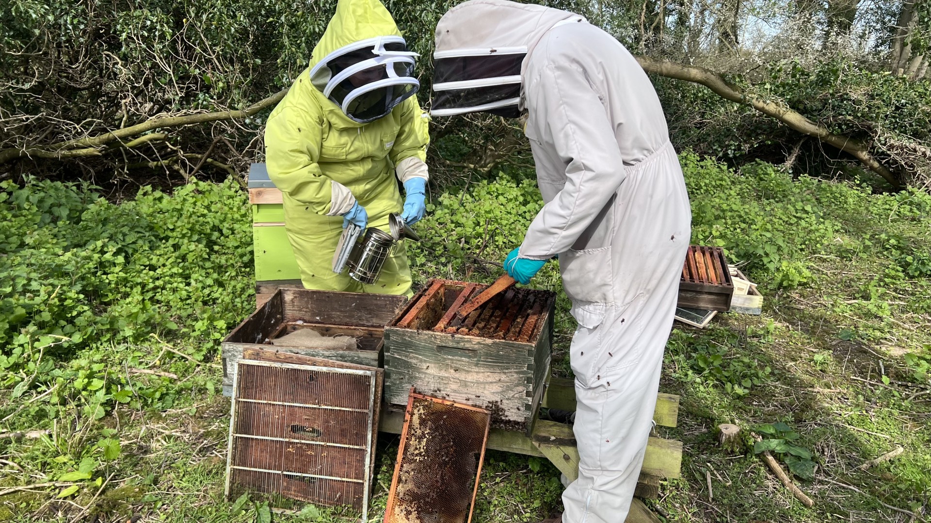 Using a smoker to calm our bee colony, NOMAD Community Projects.