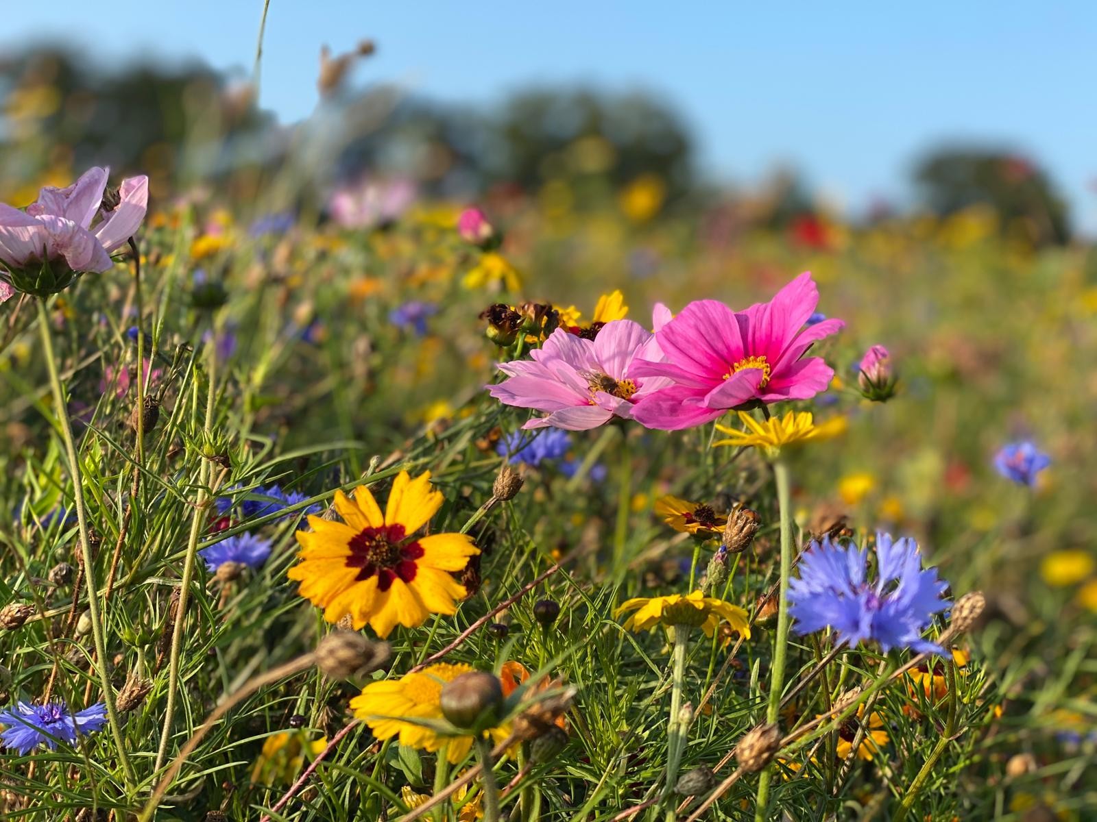 NOMAD Entomology Club subscription