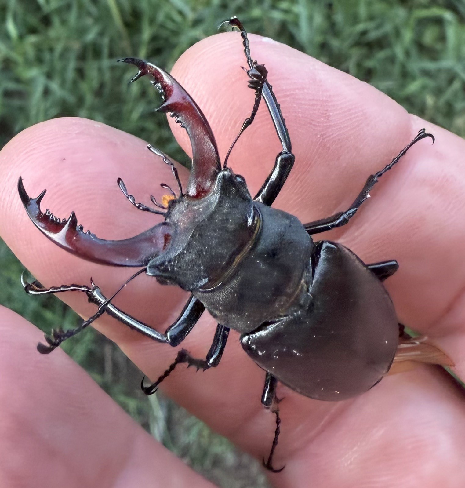 Beautiful pincers of the male stage beetle.