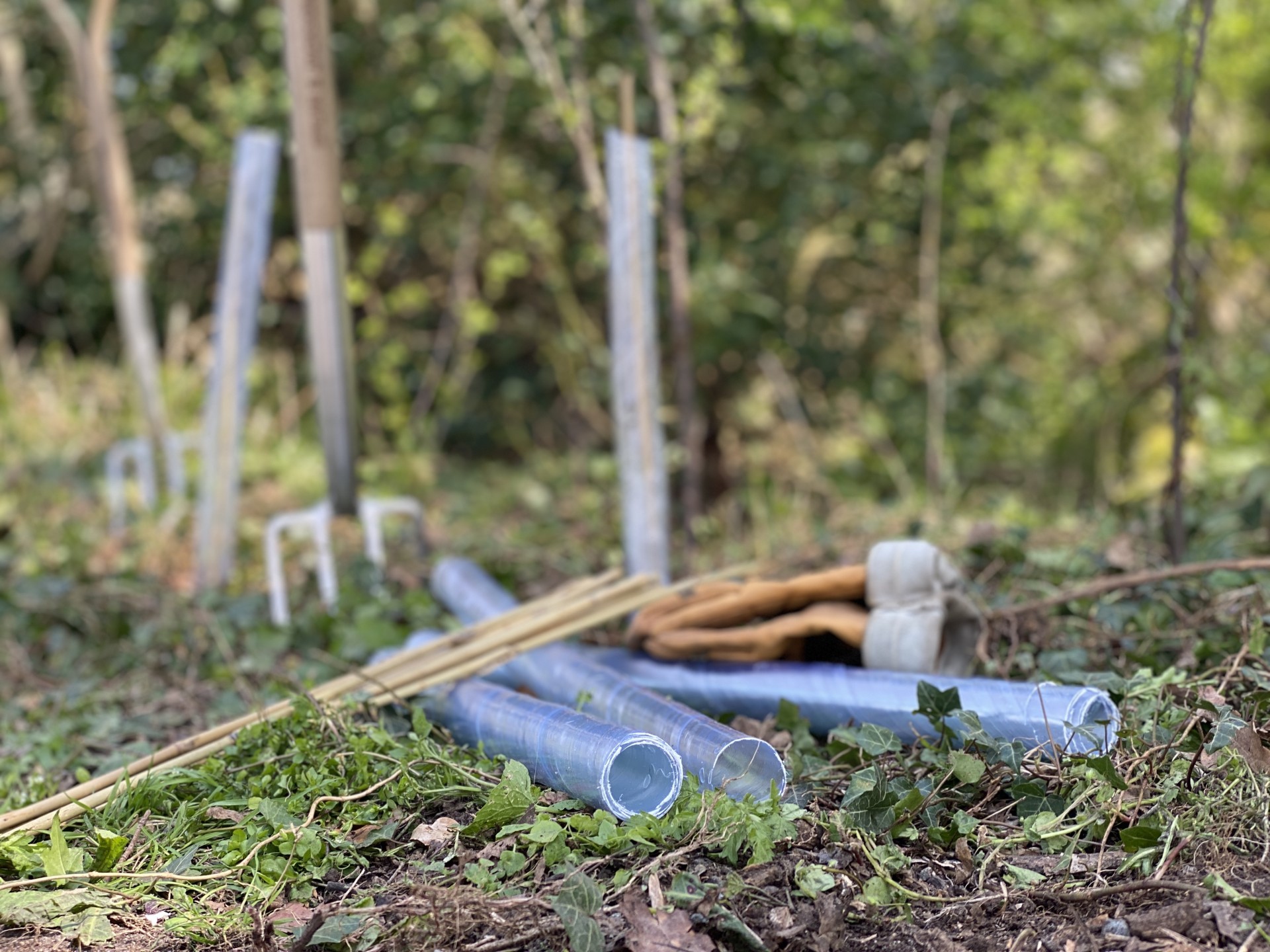 Planting hedging with bamboo canes and tree guards.