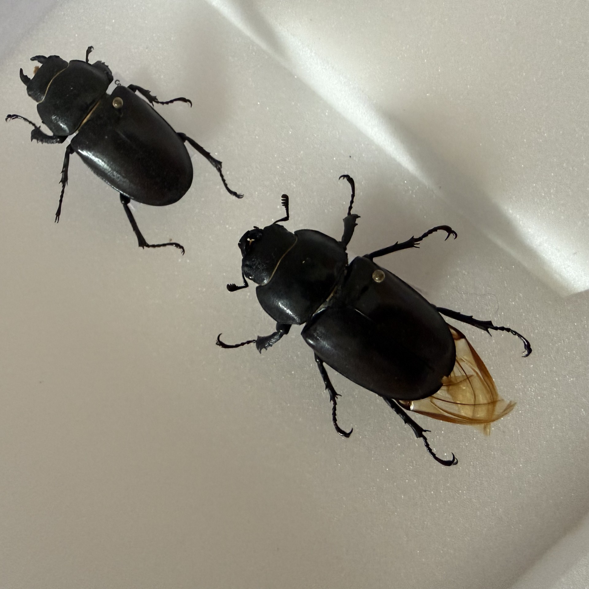 Female stag beetle field study course with NOMAD Sea Kayaking entomology courses.