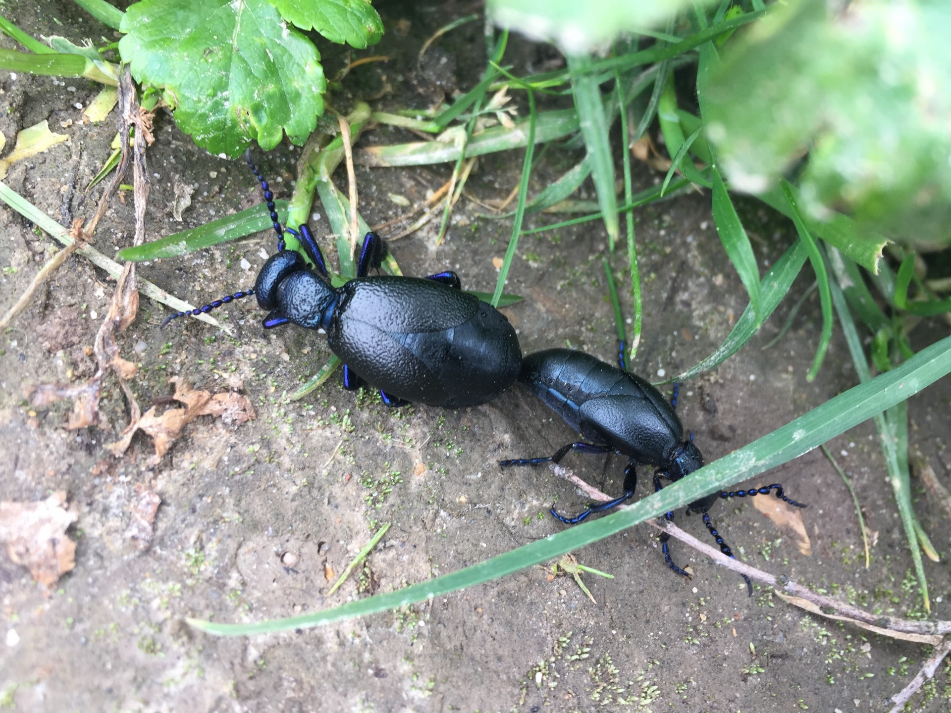 Oil beetles breeding.