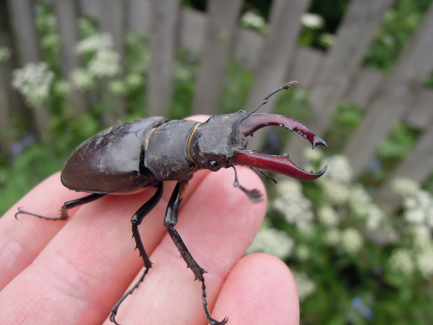 Male Stag Beetle Lucanus cervus