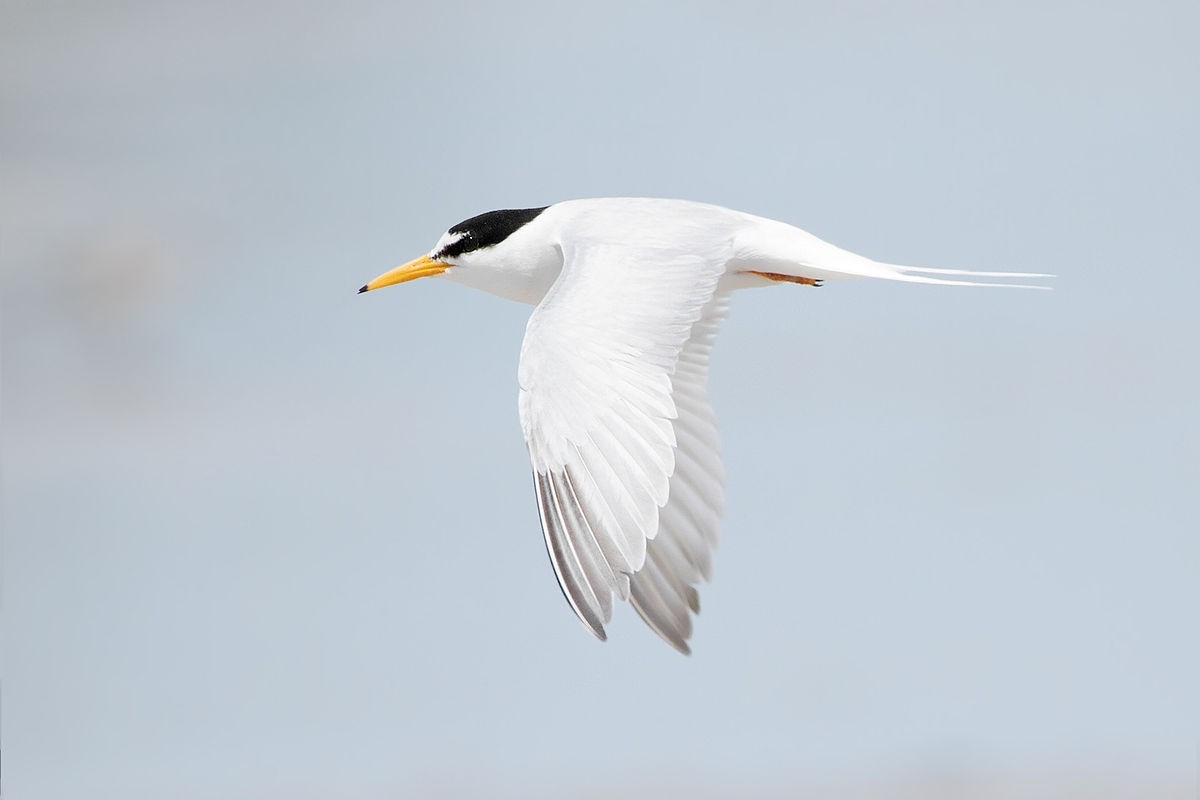 Little Terns migrate across the globe