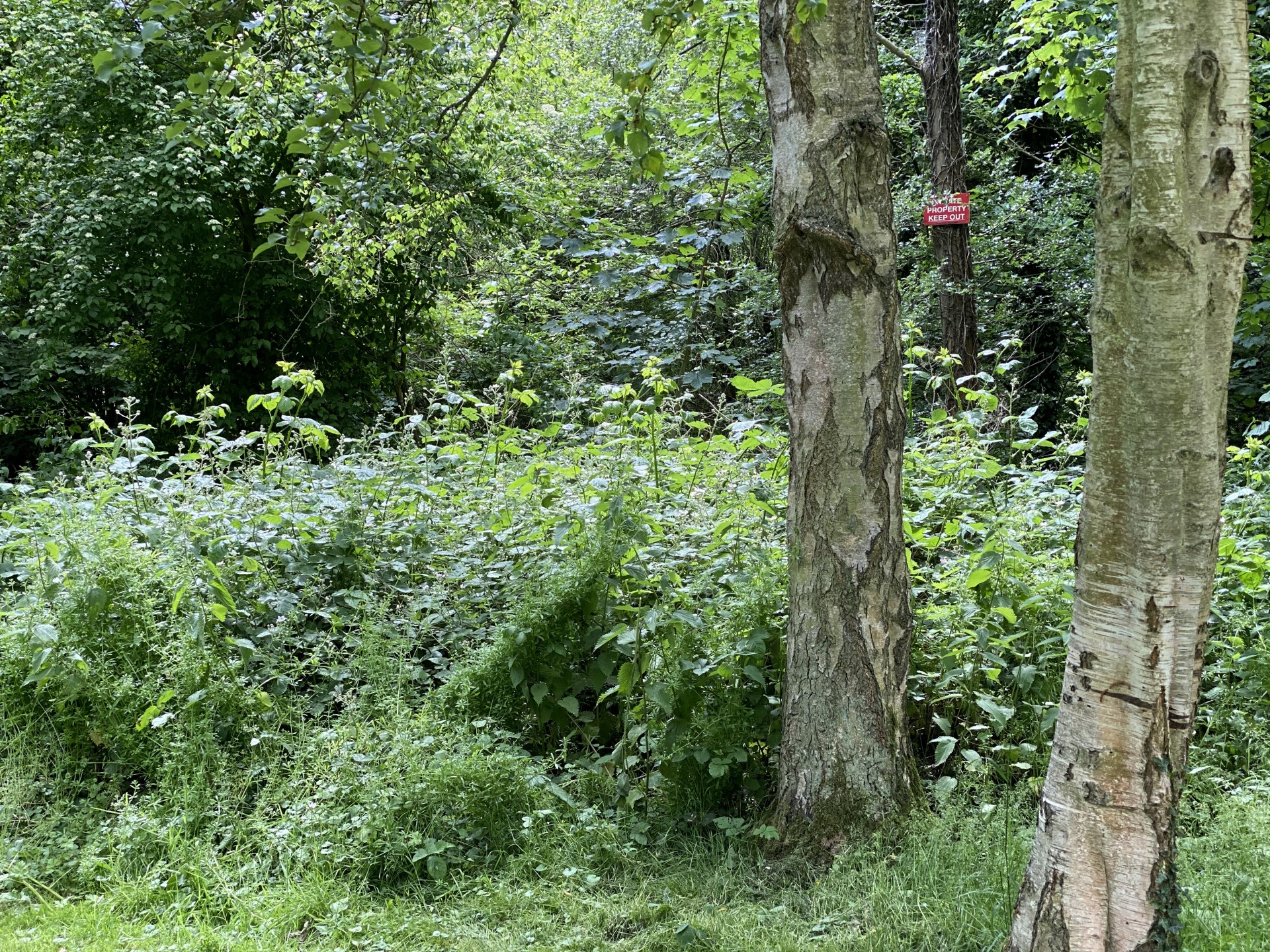 Plenty of nettles below deciduous trees.