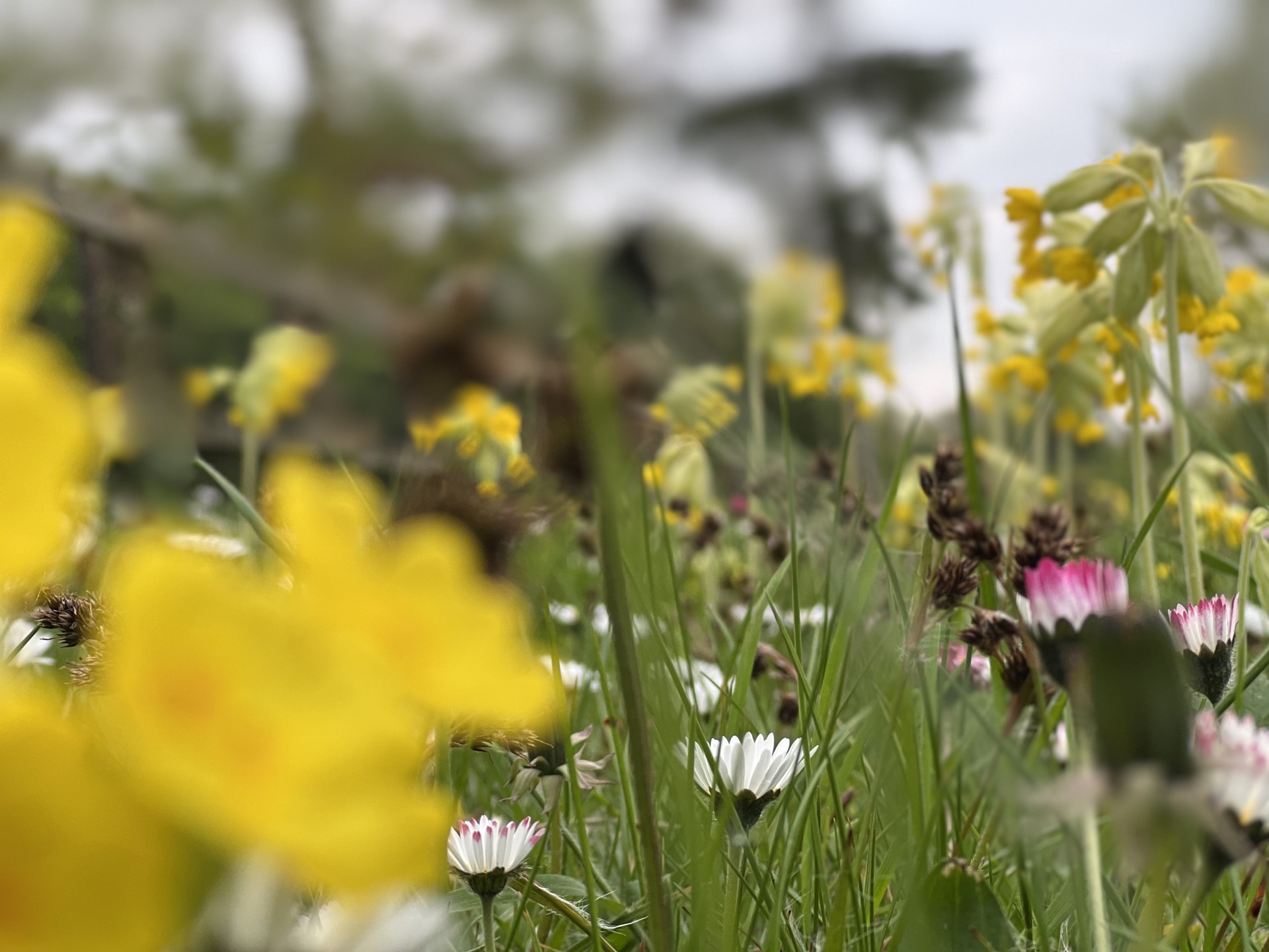 A NOMAD Community Projects wildflower meadow.