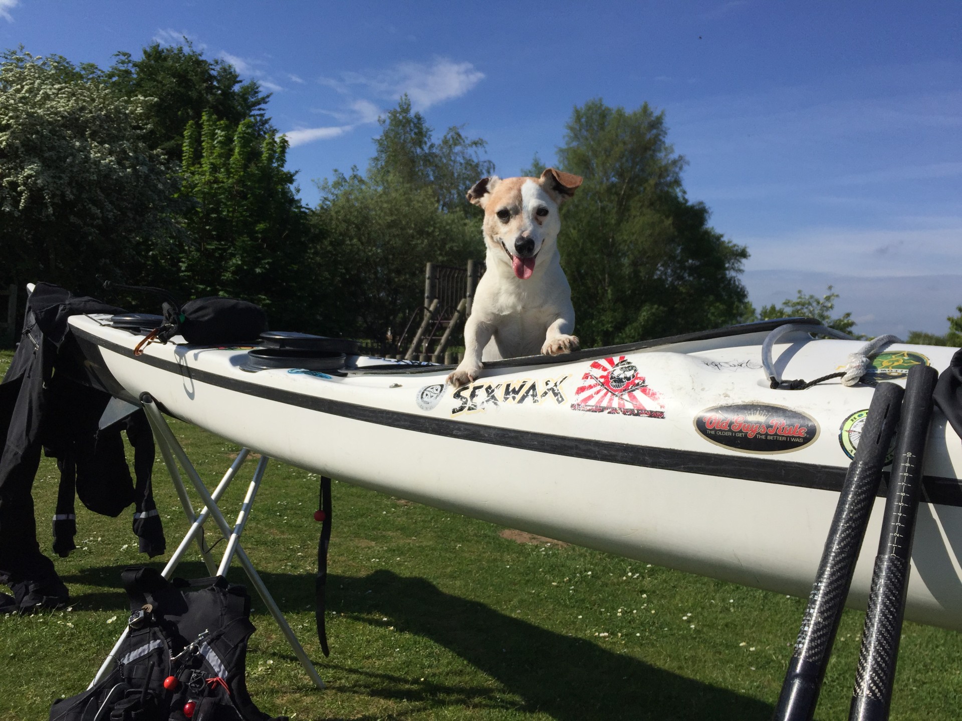 Jack Russell sitting in a sea kayak.