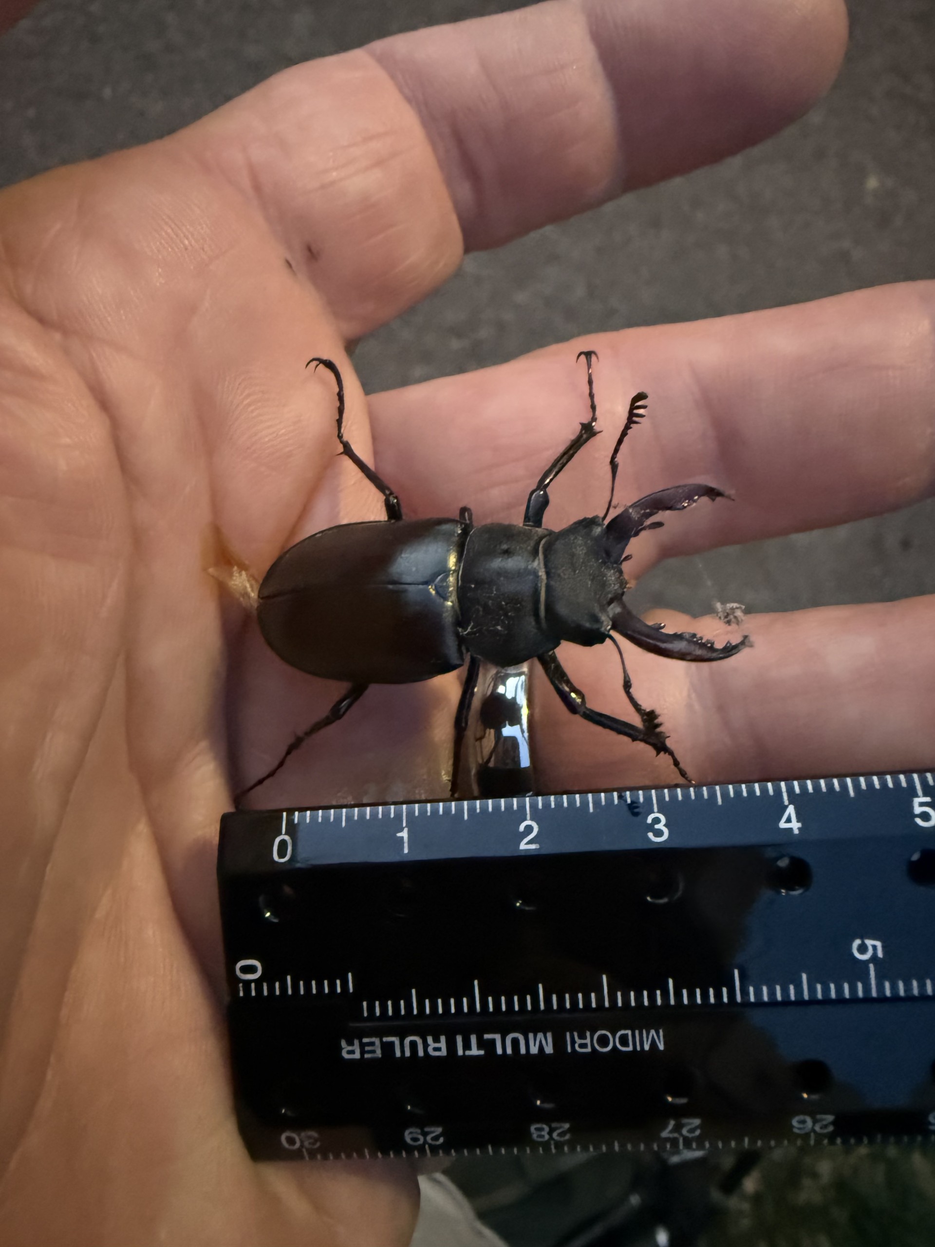 Measuring male Stag beatles with a rule.